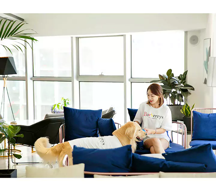 バーバリー  犬Tシャツ