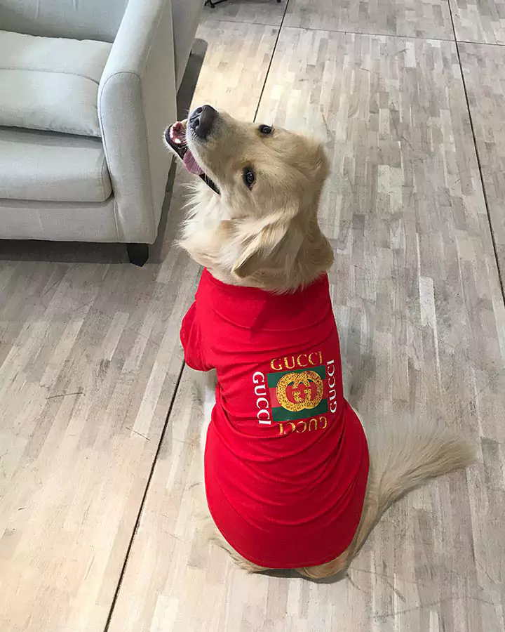 グッチ 大型犬 tシャツ