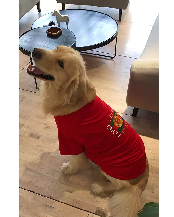 グッチ 犬とペアルック 半袖