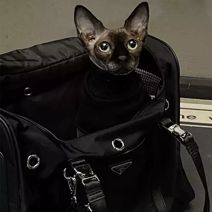 PRADA 犬用バッグ